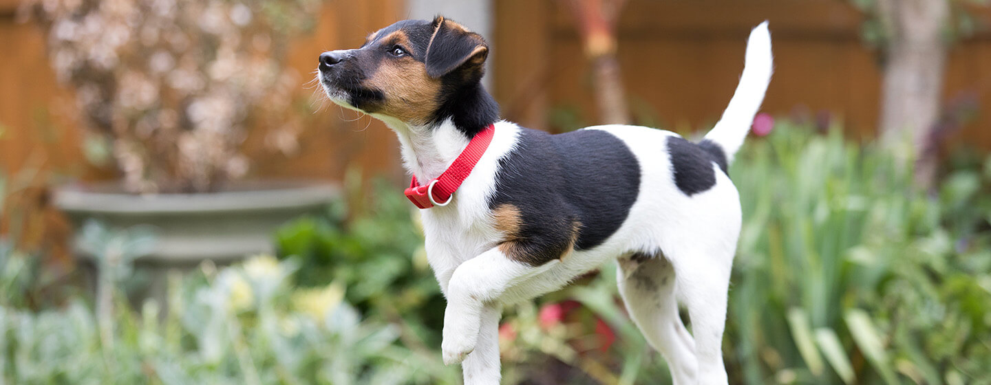 How to stop a dog from best sale using the bathroom inside